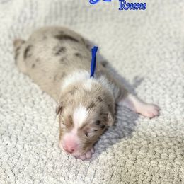 Grumpy - Red merle male Australian Shepherd puppy in Keytesville, Missouri from Dogwood Lane Canine
