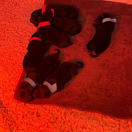 Girl 3 - Black Flat-Coated Retriever puppy in Rogers, Minnesota from Blixthalka Flat-Coated Retrievers