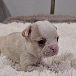 Purple  Collar Girl - Seal and white female Boston Terrier puppy in Long Lane, Missouri from Tellier's AKC Boston Terriers Missouri