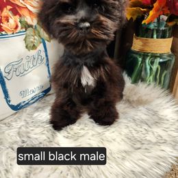 Miniature Schnauzer Puppies from J&L Floppy Eared Schnauzers
