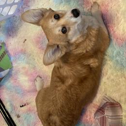 Pembroke Welsh Corgi Puppies from Cadenza Corgis