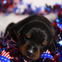 Boy 4 - Black and rust male Doberman Pinscher puppy in Overton, Texas from Obsidian Kennel