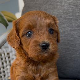 Penny jr. - Red female Cavapoo puppy in Manheim, Pennsylvania from Paige Haldeman's Cavapoos and Shichons