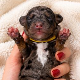 Diesel - Yellow Collar Boy - Merle male Cavapoo puppy in Highland, Utah from Angel Pups Deluxe