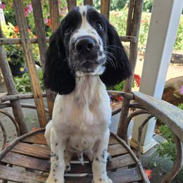 Leo - Black and white male English Springer Spaniel puppy in Statesville, North Carolina from BAR Z Springers