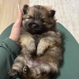 Rome - Orange sable male Pomeranian puppy in Phoenix, Arizona from Luxpomz