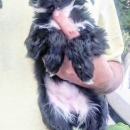 DaoDog Odile Happyend - Black female Chinese Crested puppy in Highland Park, Michigan from Family Kennel Dao Dog