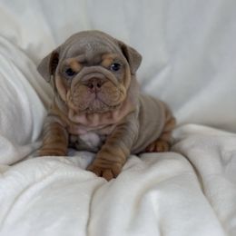 Girl 1 - Lilac tri-color female Bulldog puppy in Bonney Lake, Washington from Sitka spruce bulldogs