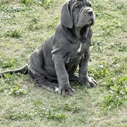 Quinn - Blue Neapolitan Mastiff puppy in Canyon, Texas from Mastini Della Forte