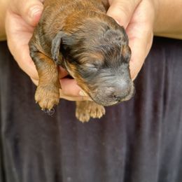 Goldendoodle Puppies from David's Doodles