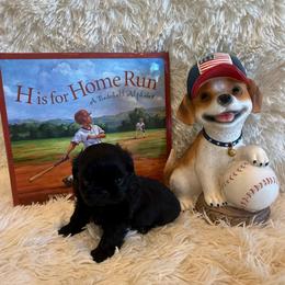 Andrea - Black female Shih Tzu puppy in Success, Missouri from Sweet Success