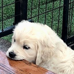 Golden Retriever Puppies from West Coast Cream Goldens