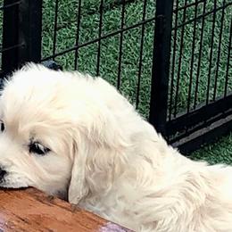 Golden Retriever Puppies from West Coast Cream Goldens