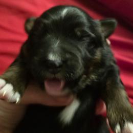 Jabba the Hut - Black tri male Miniature American Shepherd puppy in Vancouver, Washington from BonDrew's Miniature American Shepherds