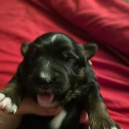 Jabba the Hut - Black tri male Miniature American Shepherd puppy in Vancouver, Washington from BonDrew's Miniature American Shepherds
