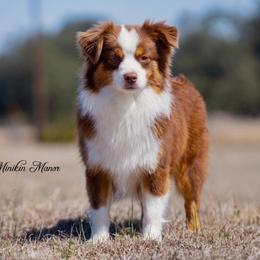 Eden - Toy Australian Shepherd