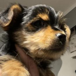 Liam - Black and tan male Yorkshire Terrier puppy in Taylorsville, North Carolina from Mountain Top Hot Tailz