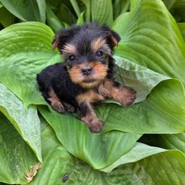 Vera TEACUP - Black and tan female Yorkshire Terrier puppy in Monticello, Iowa from Ashley’s Puppies