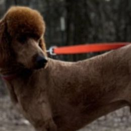 Poodles from Kenneth's Poodles