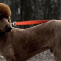 Poodles from Kenneth's Poodles