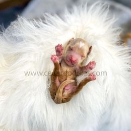 Blue Boy - Red  male Goldendoodle puppy in Cedar City, Utah from Cedar Doodles- Home of the Teddybear Goldendoodle