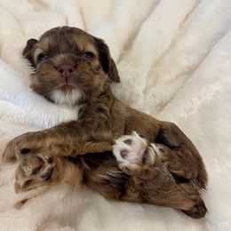 Cocker Spaniel Puppies from Jennifer Dees