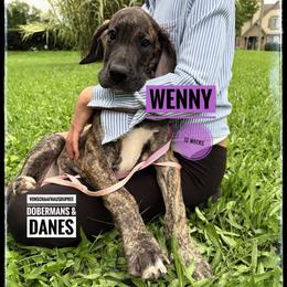 Wenny - Brindle female Great Dane puppy in Columbus, Ohio from Von Schaaf Haus DuPree