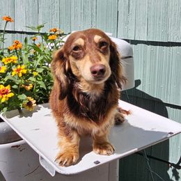 Beaudy - Dachshund