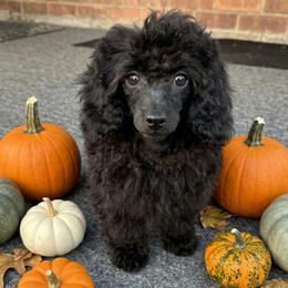 Jets (Miniature Poodle) - Black female Poodle puppy in Southfield, Michigan from Standard Hearts