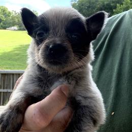 Viola - Blue female Australian Cattle Dog puppy in Devalls Bluff, Arkansas from Coolhand's Australian Cattle Dogs