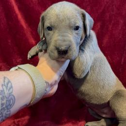 Darius - Blue male Great Dane puppy in Jerusalem, Arkansas from Mara Danes