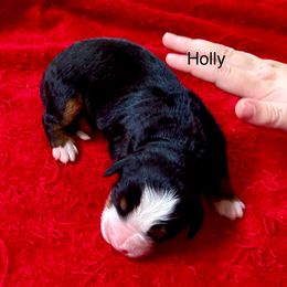 Holly - Black rust and white female Bernese Mountain Dog puppy in Strasburg, Ohio from Lois Allison