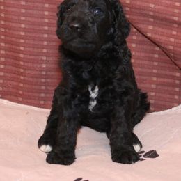Poodle Puppies from RK'S Pets