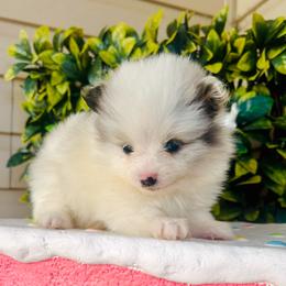 Calypso - Blue merle female Pomeranian puppy in Buck Valley, Pennsylvania from Buck Valley Pomeranians