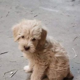 Schnoodle Puppies from RR Schnoodles
