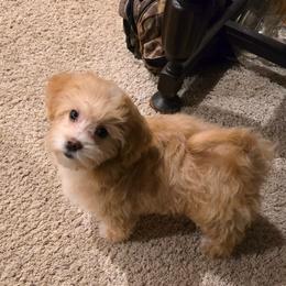 Lizzo - White and tan female Maltese puppy in Ludington, Michigan from OT Maltese & Co