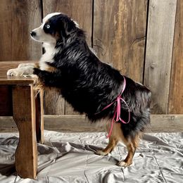 Miniature Australian Shepherds from +s mini Aussies