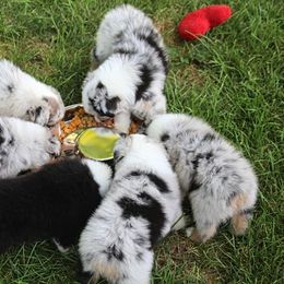 Australian Shepherd Puppies from Larkwood Australian Shepherds