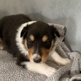 Maria - Collie puppy from Three Collie Farm
