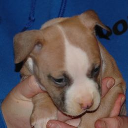 Girl 1 - Blue fawn American Pit Bull Terrier puppy in Roy, Washington from Ivie League Kennel