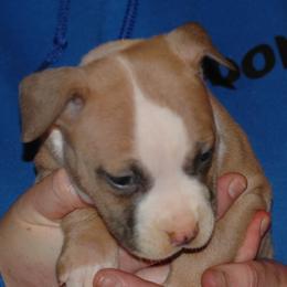 Girl 1 - Blue fawn American Pit Bull Terrier puppy in Roy, Washington from Ivie League Kennel