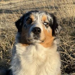 Daffy - Blue merle female Australian Shepherd puppy in Richland, Washington from Bear Creek Aussies