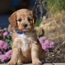 Cindy - Red female Cavapoo puppy in Gap, Pennsylvania from Country View Puppies ( License 18816)