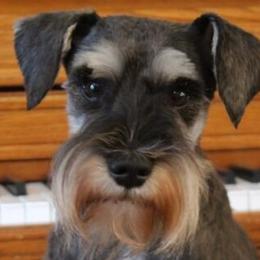 Pearl - Miniature Schnauzer