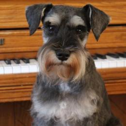 Pearl - Miniature Schnauzer