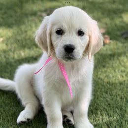 Girl 2 - female Golden Retriever puppy in Lawrenceburg, Tennessee from Summerland Goldens