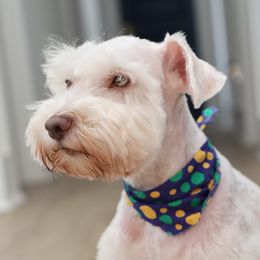 Roux - Miniature Schnauzer