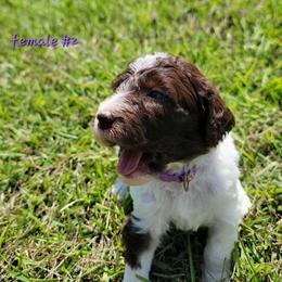 Girl 2 - female Newfypoo puppy in Shelby, Alabama from New Life Family Farm
