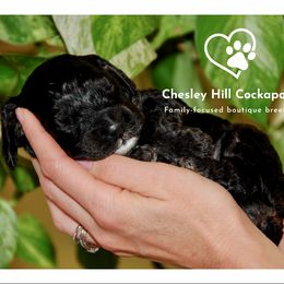 Cockapoo Puppies from Chesley Hill Cockapoos