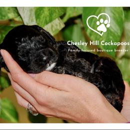 Cockapoo Puppies from Chesley Hill Cockapoos